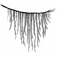 Lavinia - Forest Spruce